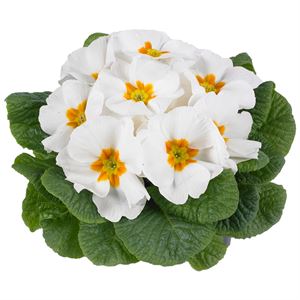 Afbeelding van Primula P10.5 Kleurtonend White